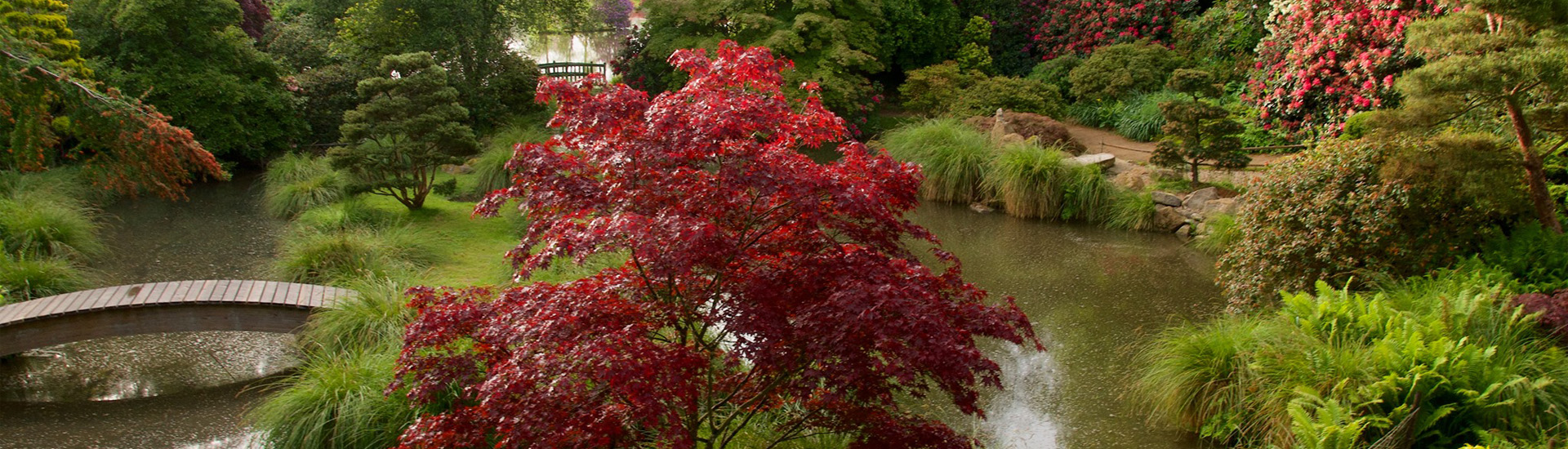 l'érable rouge proche de l'étang du jardin japonais.