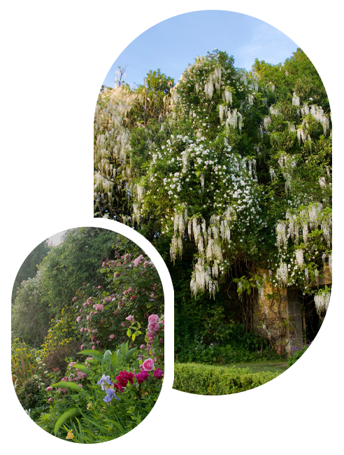 double photographie du jardin antique, on y vois les glycines blanche en fleur et les espèces botaniques ornant l'un des quatre mur.