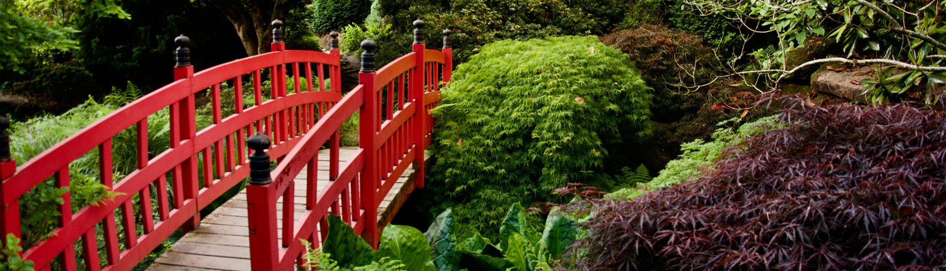 Le pont rouge traditionnel élément des jardins japonais est entouré d'espèces botaniques tel qu'un érable rouge et des bonsaï.