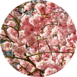 evenement-hanami-celebration-cerisier